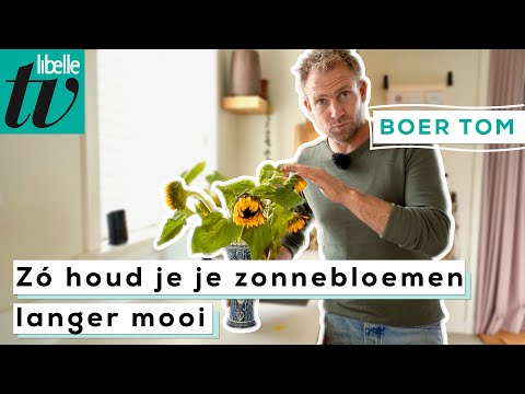 Met deze tips van boer Tom blijven je zonnebloemen véél langer mooi