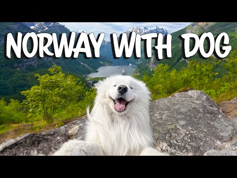 Norway with a dog -Tips & Tricks