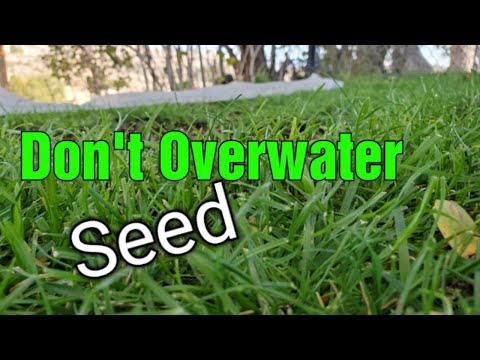 When To Stop Watering New Grass Seed?