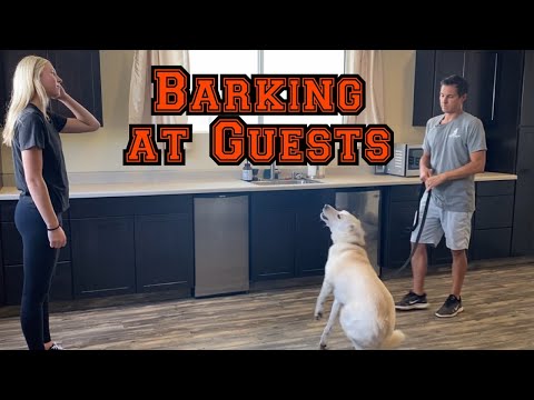 Does your dog bark at people coming to the house?