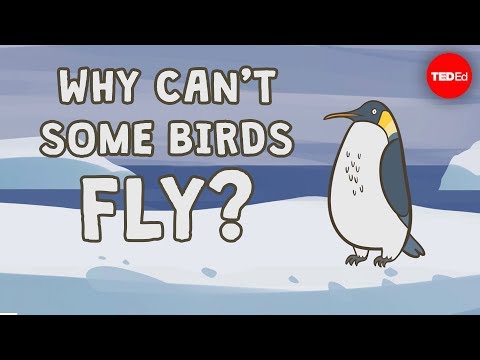 Why can't some birds fly? -  Gillian Gibb