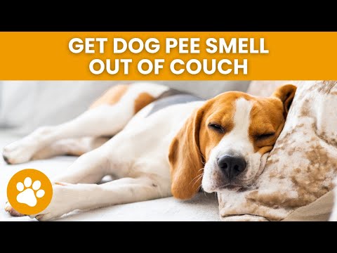 How To Get Dog Pee Smell Out Of Couch