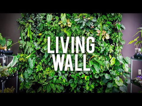 How We Built Our Tropical Living Wall