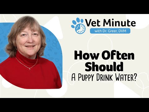 Vet Minute: How Often Should a Puppy Drink Water?