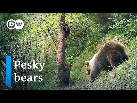 Can Spain's bears live in peace with their human neighbors? | Focus on Europe