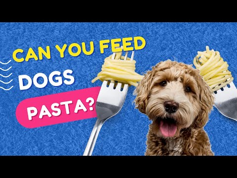 Can You Feed Dogs Pasta?