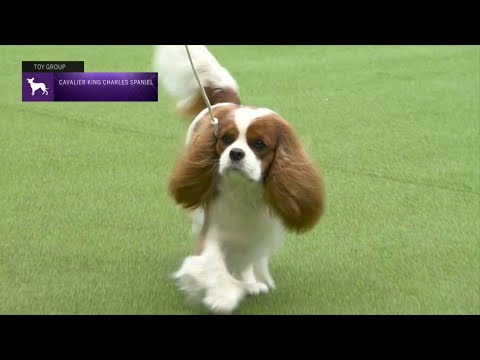 Cavalier King Charles Spaniels | Breed Judging 2023