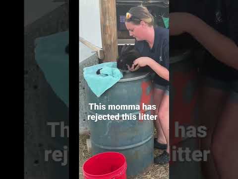 Momma Rejected Baby Rabbits, Force Feeding Baby Rabbits, Rabbit Killed Her Babies