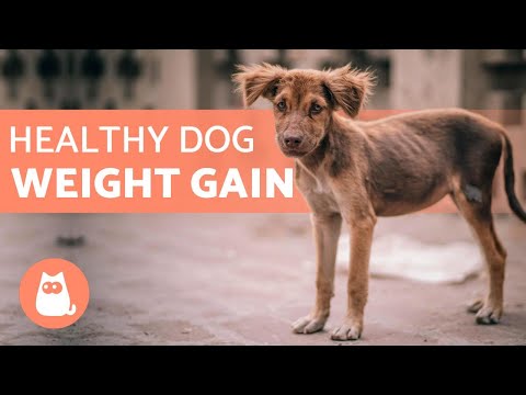 How to Put WEIGHT on a DOG ⬆️ 5 HEALTHY Tips