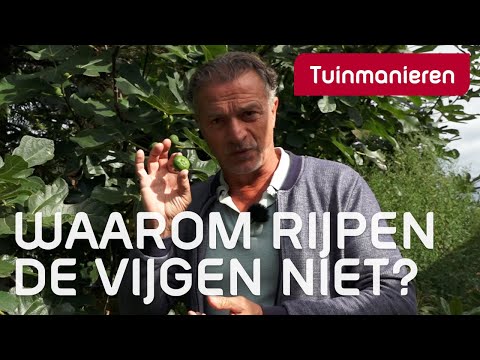 Waarom rijpen de vijgen niet? | Herfst | Tuinmanieren