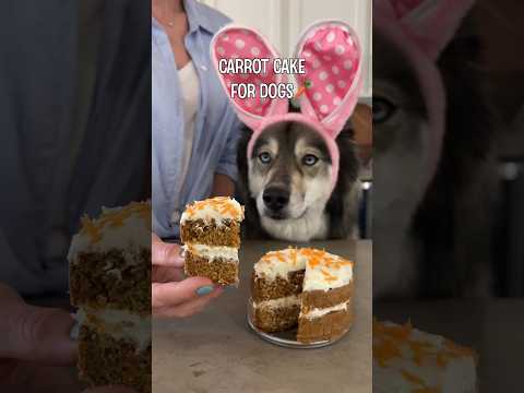 How To Make Carrot Cake For Dogs! #shorts