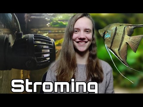 STROMING In Het AQUARIUM, Hoe doe je dat GOED? //Nickey//