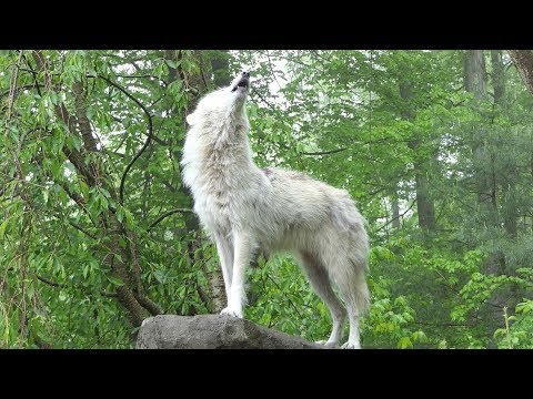 What 30 Wolves Howling Sounds Like