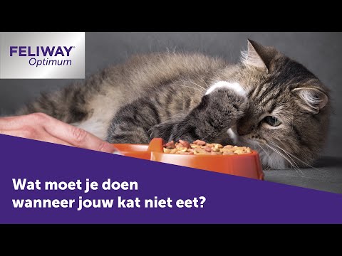 Wat moet je doen als jouw kat niet eet?